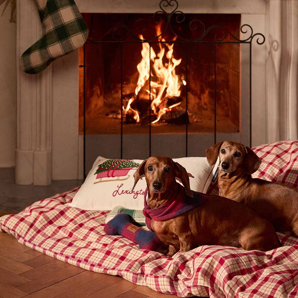 Lexington Dog Organic Cotton Prydnadskudde